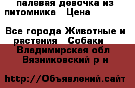 палевая девочка из питомника › Цена ­ 40 000 - Все города Животные и растения » Собаки   . Владимирская обл.,Вязниковский р-н